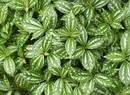 Pilea Cadierei
